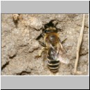 Colletes sp - Seidenbiene m02a 7-8mm Wallenhorst.jpg